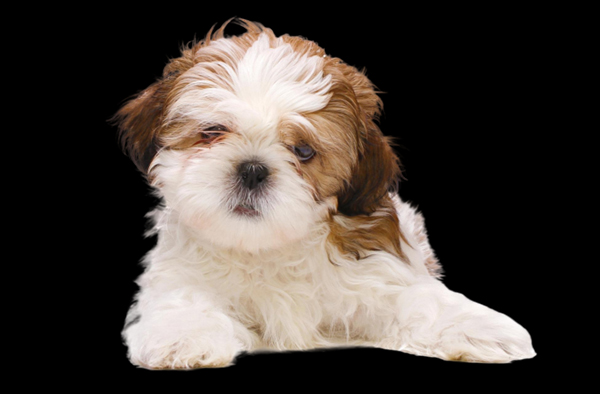 about-us-header1-600×394-Recovered5